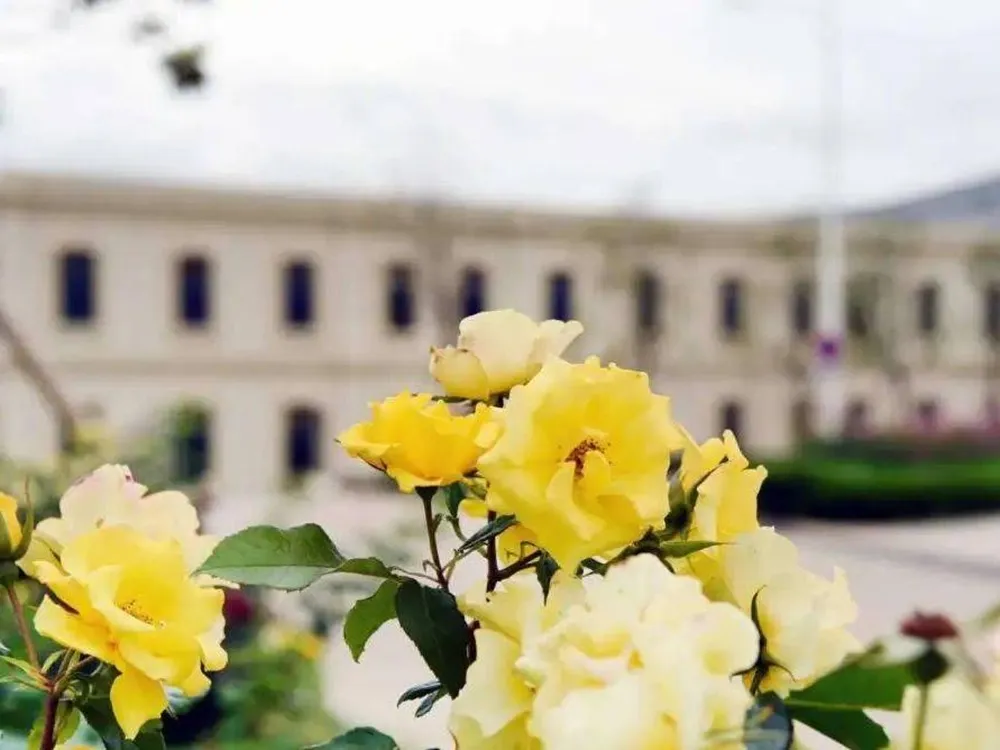 Qingdao City University