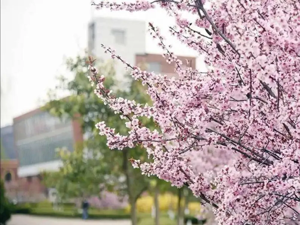 Qingdao City University