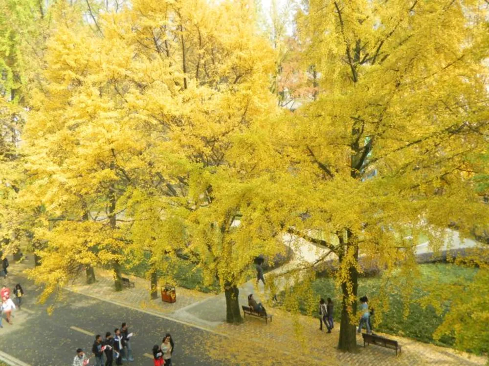 ต้นแปะก๊วย ที่มีใบไม้สีเหลืองเต็มต้นในช่วงฤดูใบไม้ร่วงภายใน Sichuan Agricultural University