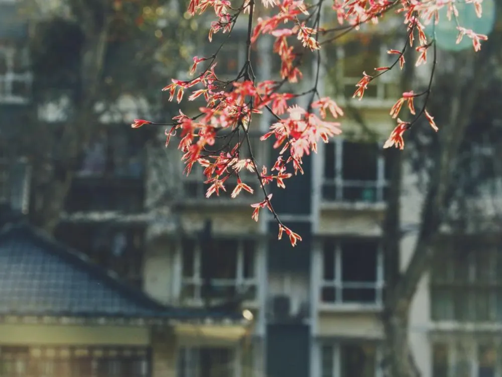 Sichuan Agricultural University