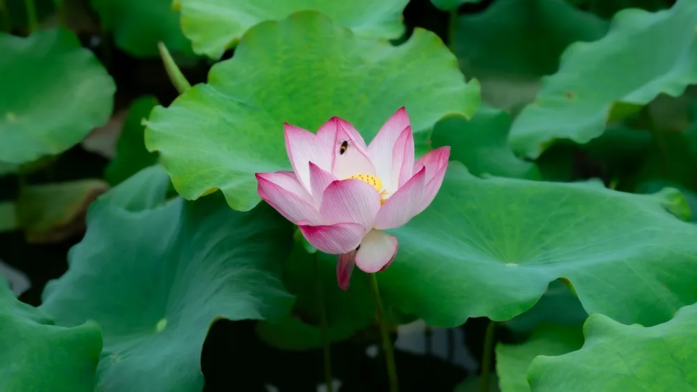 ดอกไม้บานในฤดูใบไม้ผลิ เมืองหนานหนิง