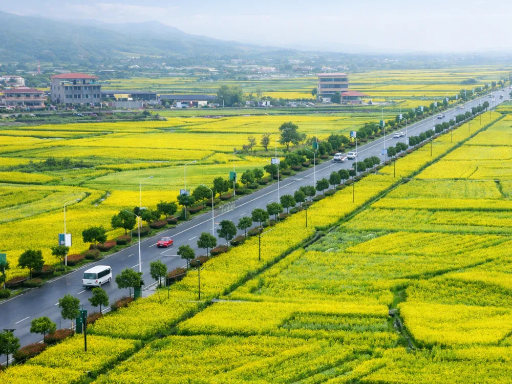ถนนชนบทเมืองจูจี้ ขนาบด้วยทุ่งดอกเรพสีเหลืองและต้นไม้เรียงราย