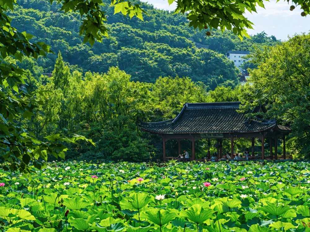 ศาลากลางบึงบัวในเมืองจูจี้ รายล้อมด้วยดอกบัวสีชมพูและขาว