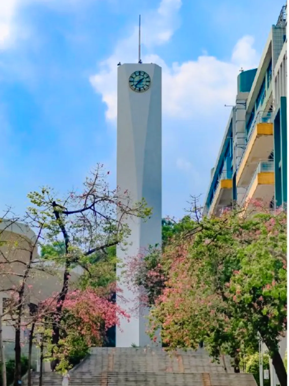 หอคอยนาฬิกาสีขาวของ South China Agricultural University รายล้อมด้วยต้นไม้ดอกสีชมพูและอาคารเรียนสมัยใหม่ใต้ท้องฟ้าสีฟ้าแจ่มใส