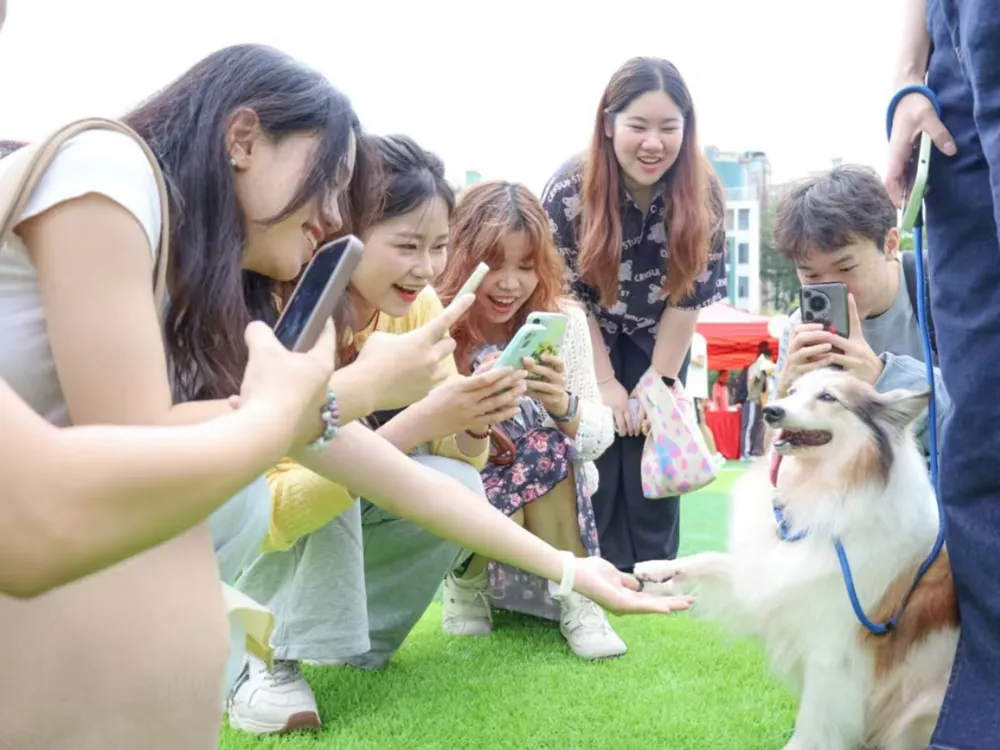 นักศึกษาและผู้ร่วมงานเล่นกับสุนัขพันธุ์เช็ตแลนด์ชีพด็อกในกิจกรรมกลางแจ้งของ South China Agricultural University บรรยากาศอบอุ่นและเป็นกันเอง