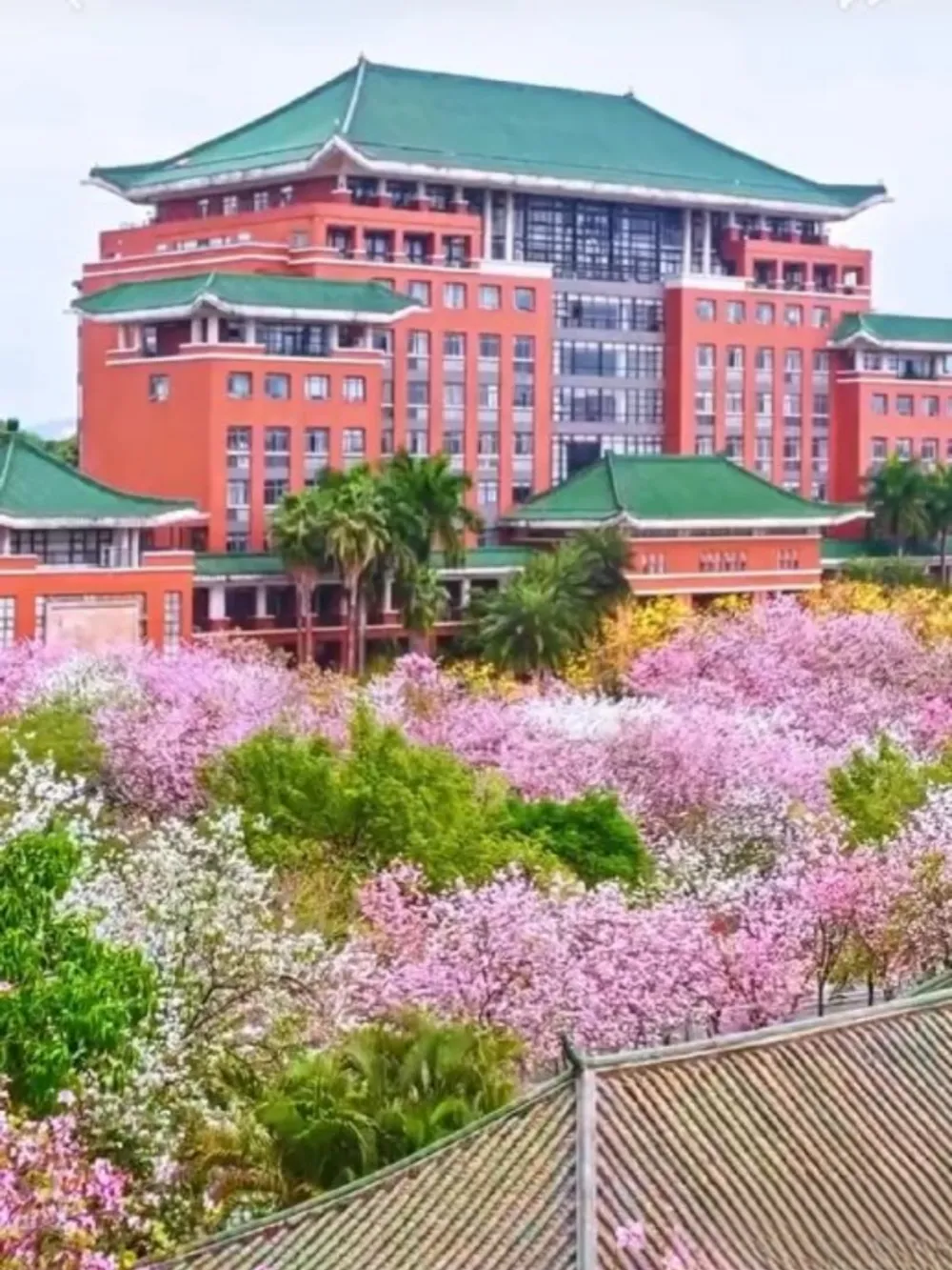 อาคารเรียนสถาปัตยกรรมจีนร่วมสมัยของ South China Agricultural University ผนังสีแดง หลังคากระเบื้องสีเขียว รายล้อมด้วยต้นซากุระบานสีชมพูและขาว