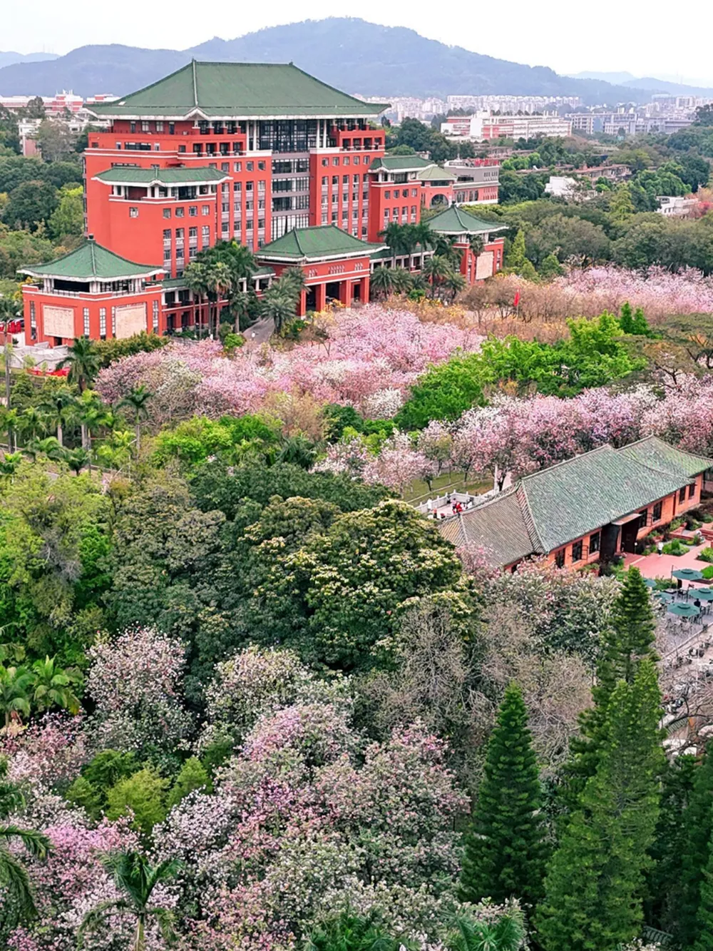 อาคารเรียนสถาปัตยกรรมจีนสีแดง หลังคากระเบื้องสีเขียว รายล้อมด้วยต้นไม้และดอกไม้บานสีชมพู–ขาวในวิทยาเขต South China Agricultural University