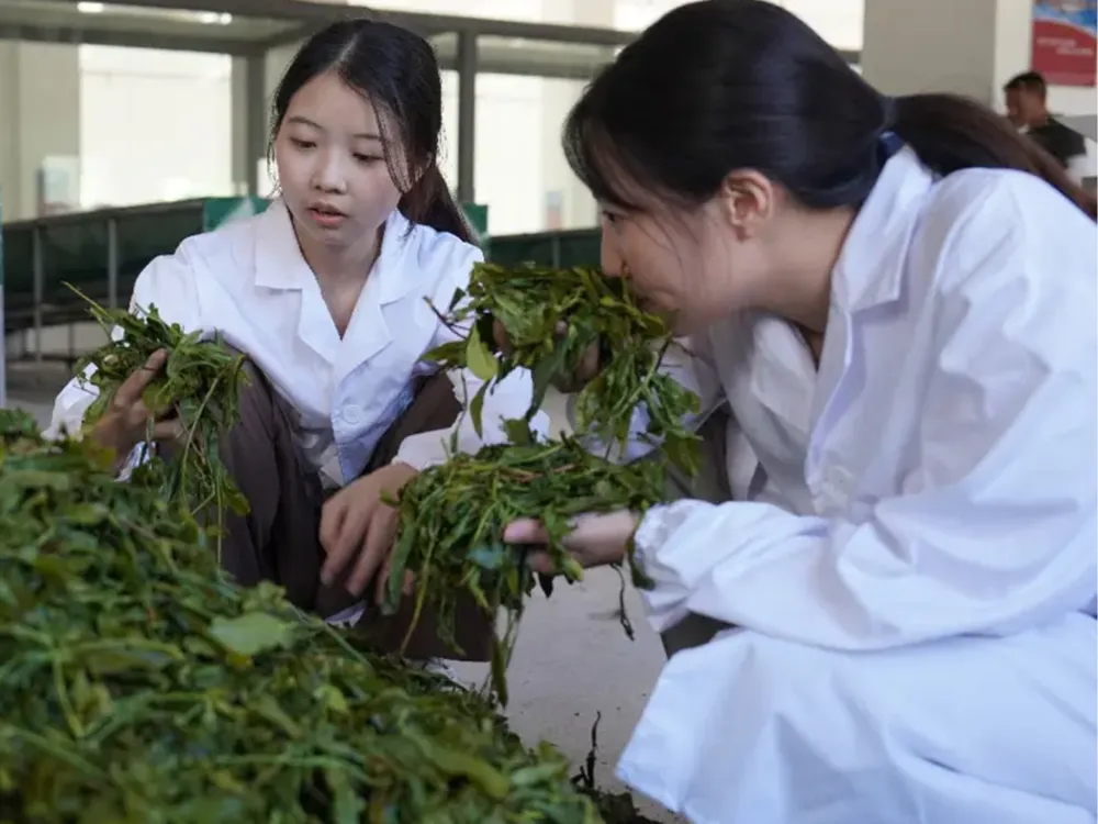 นักวิจัยสวมเสื้อกาวน์สีขาวตรวจสอบและคัดแยกใบชาเขียวภายในห้องปฏิบัติการของ South China Agricultural University