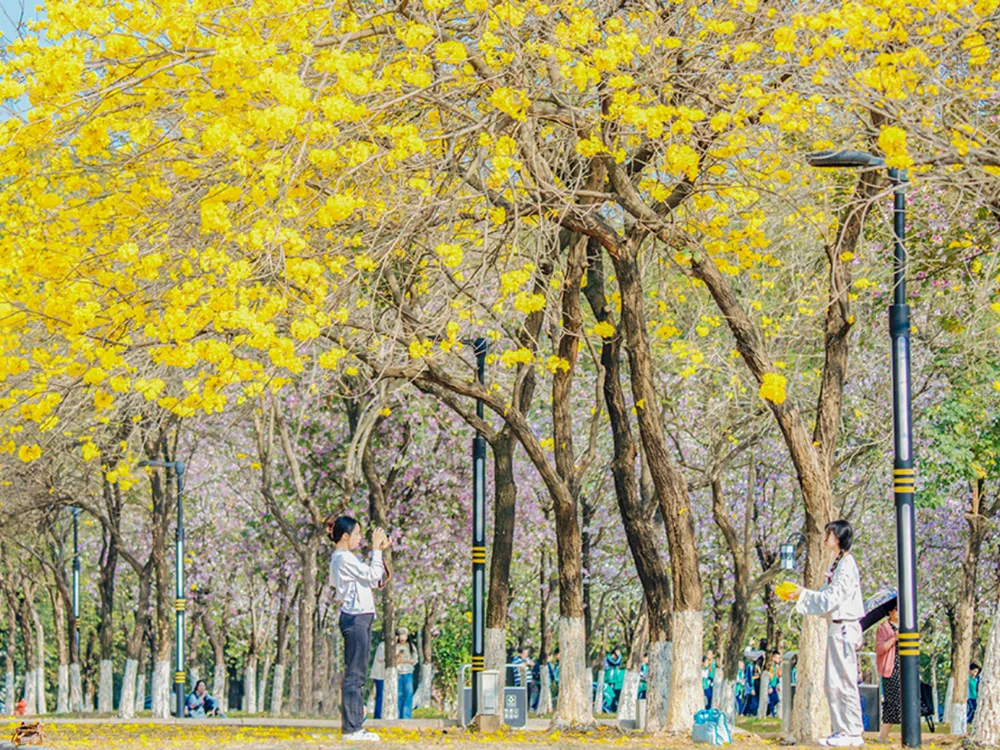 ภาพถ่ายสีสันสดใสของสวนต้นไม้ดอกสีเหลืองบานสะพรั่งในวิทยาเขต South China Agricultural University นักศึกษาถ่ายภาพท่ามกลางบรรยากาศฤดูใบไม้ผลิ