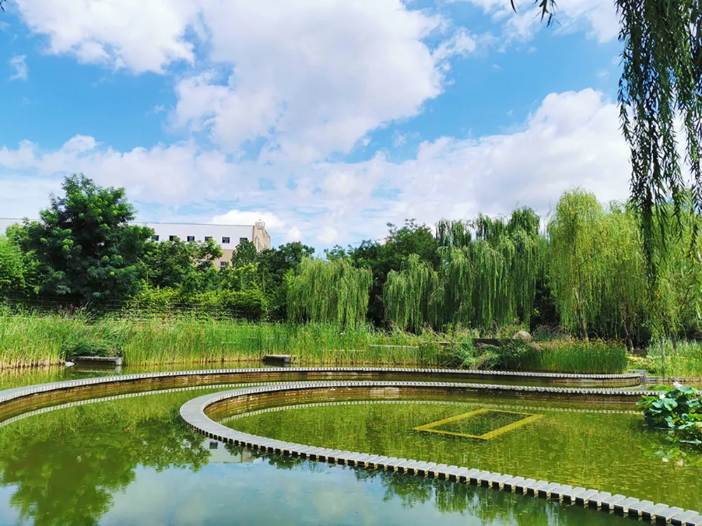 บรรยากาศบ่อน้ำและต้นหลิวในวิทยาเขต Hebei Normal University